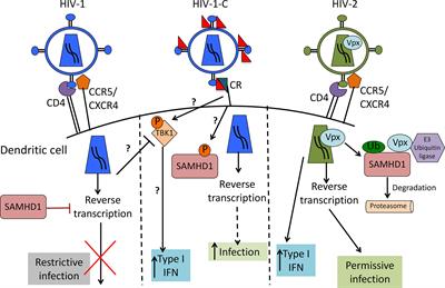 Role of Complement Receptors (CRs) on DCs in Anti-HIV-1 Immunity